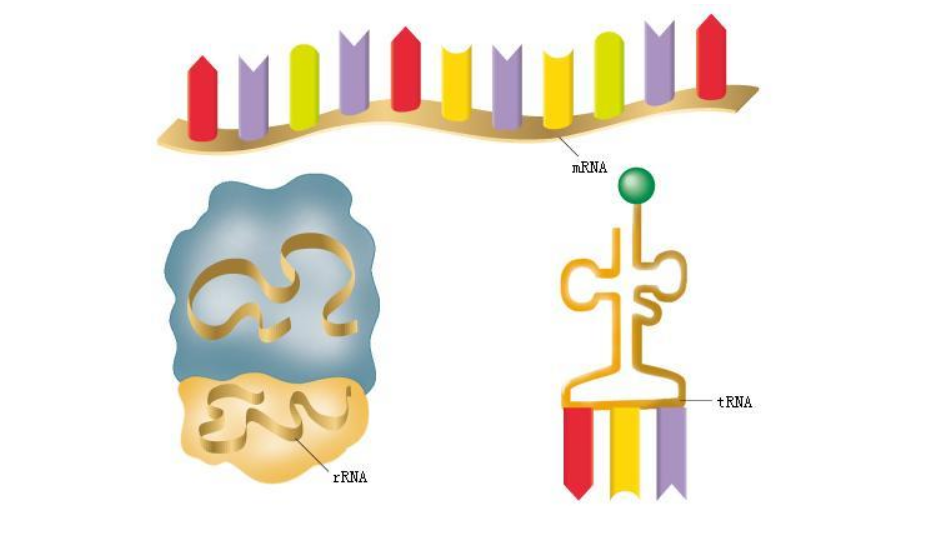 高一生物知识点总结必修一 高一生物下册知识点总结